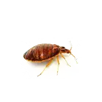 Bed Bugs