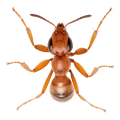 Ants