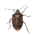 Bed Bugs