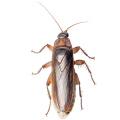 Roaches