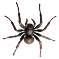 Spiders