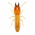 Termites