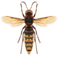 Wasps