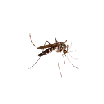 Mosquitoes