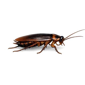 ROACHES