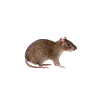 Rodents