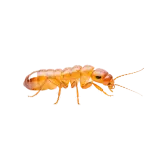 Termites