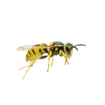 Stinging Insects